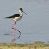 Black-Winged Stilt